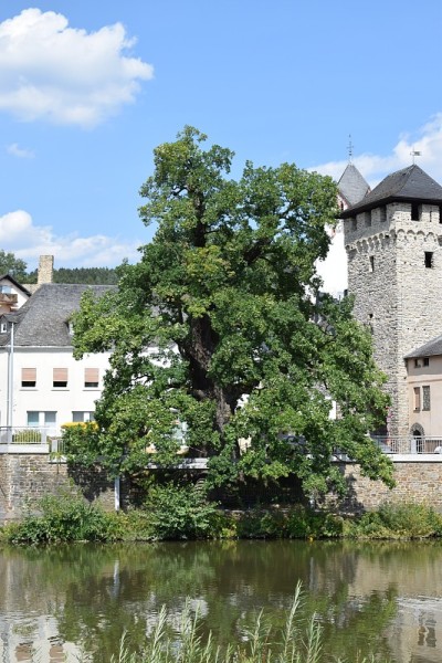 Dausenau
