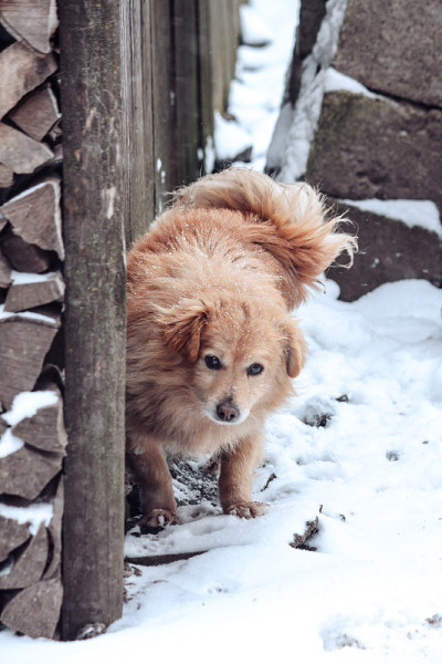 狗在冬天在花园里玩雪