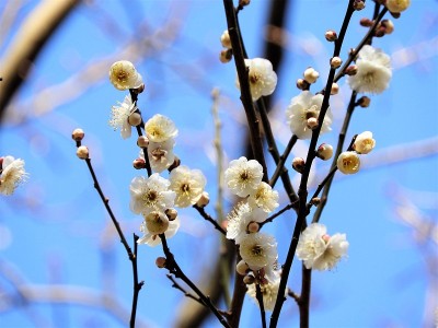 梅花