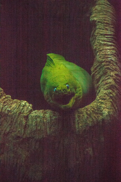 绿色海鳗
