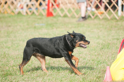 罗特韦尔犬参加敏捷性比赛