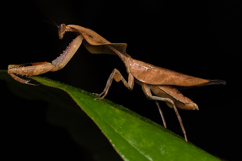 绿叶上的死叶螳螂- Deroplatys truncata(选择性聚焦)