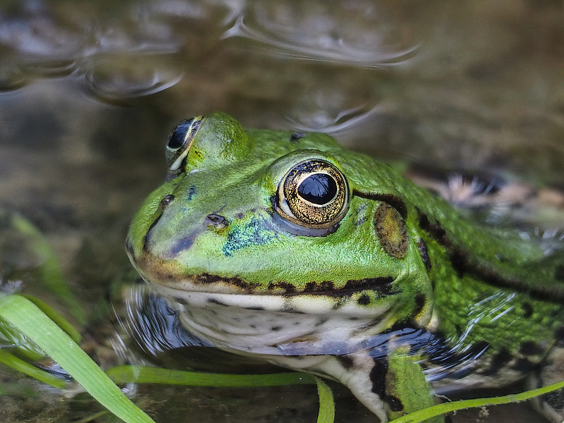 沼泽蛙(Pelophylax ridibundus)