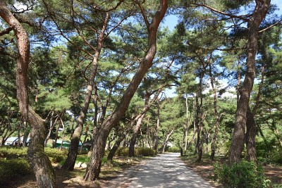 松树林