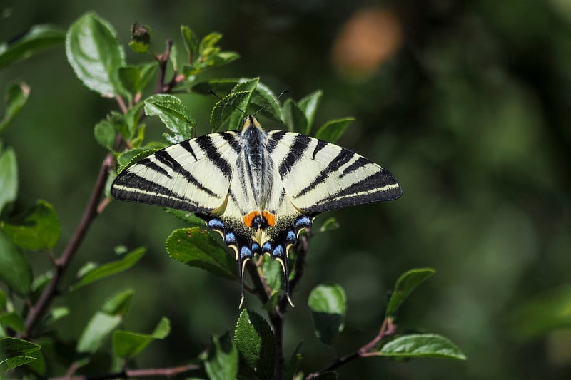 凤尾蝶(Iphiclides podalirius)是凤蝶科中一种稀有的蝴蝶。