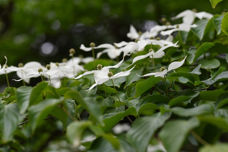 库萨山茱萸花