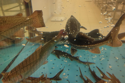 鳟鱼和小海雀在水族馆里游泳