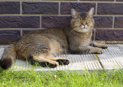 英国品种的猫
