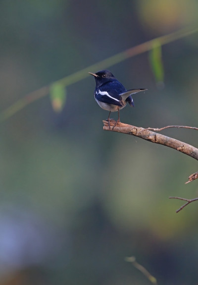 东方Magpie-robin