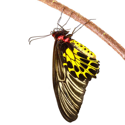 黄金birdwing