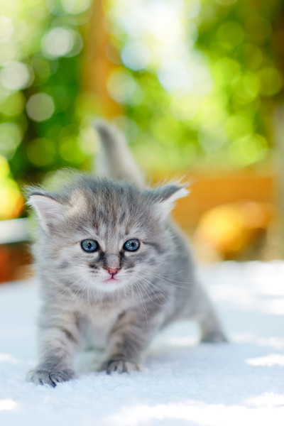 小猫走