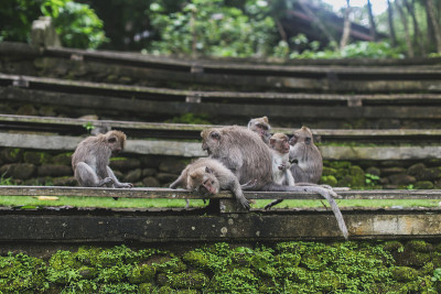 雨林中的猴子