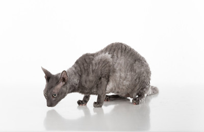 深色的康沃尔雷克斯猫坐在白色的桌子上沉思。白色背景。向下看。