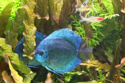 鱼蓝色的铁饼在清澈的水水族馆。