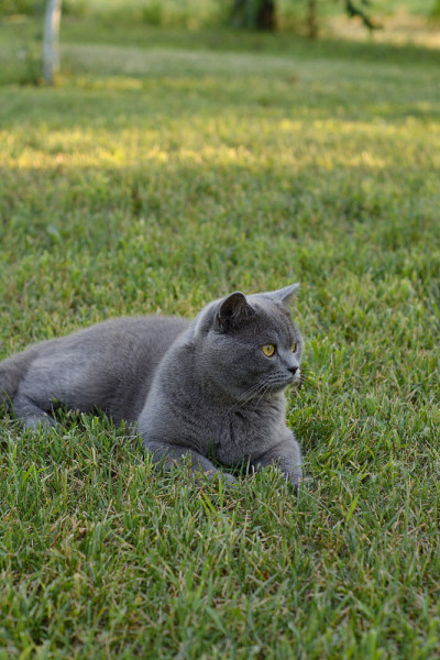 草地上的猫