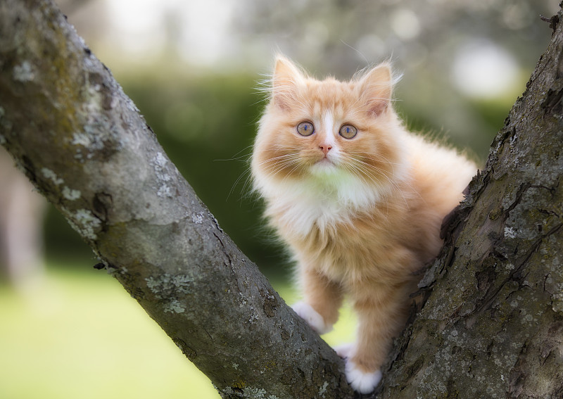 可爱的挪威森林猫品种，爬树