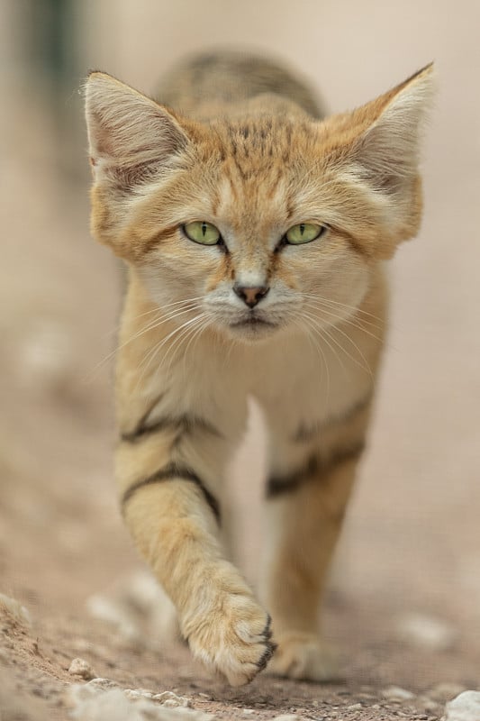 沙漠中的沙猫