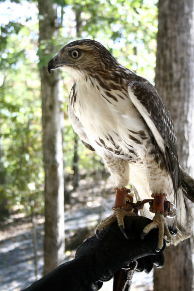 Falconry