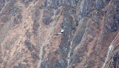秃鹰在高山上空翱翔