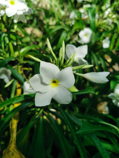 特写美丽的白色茉莉花与绿色的叶子背景。美丽的鲜花在花园里