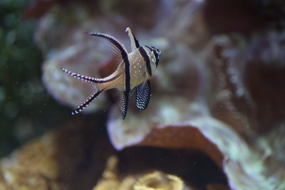 日本的红雀(Pterapogon kauderni)