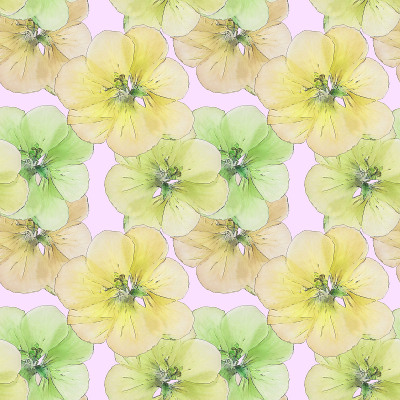 天竺葵,陇牛儿苗科。花型纹理无缝。