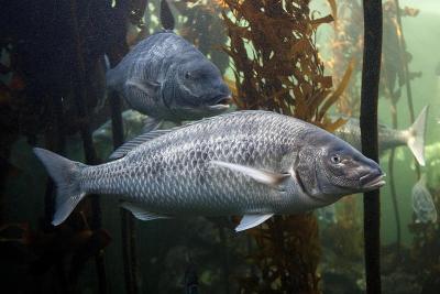 白Steenbras, lithognaurus lithognaurus，海带森林的成虫，pyri