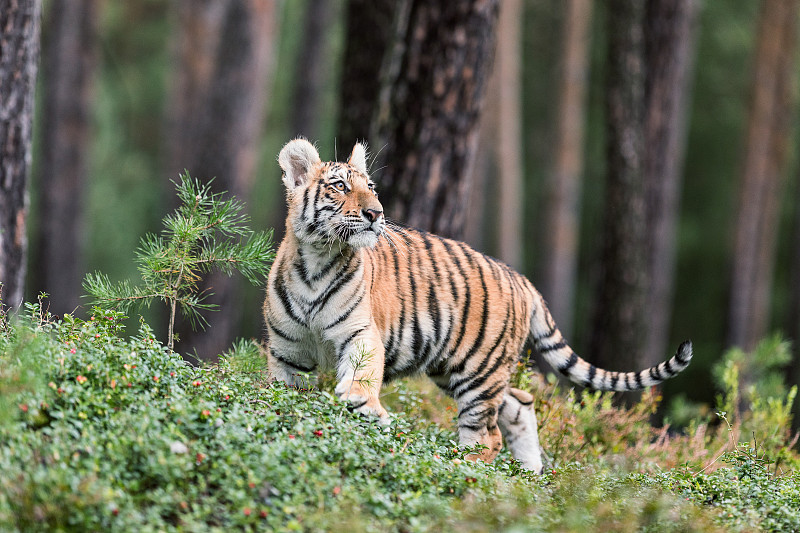 森林中的东北虎(Panthera tigris tigris)又称东北虎(Panthera tigr