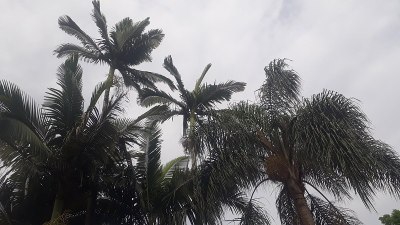 棕榈树轮廓