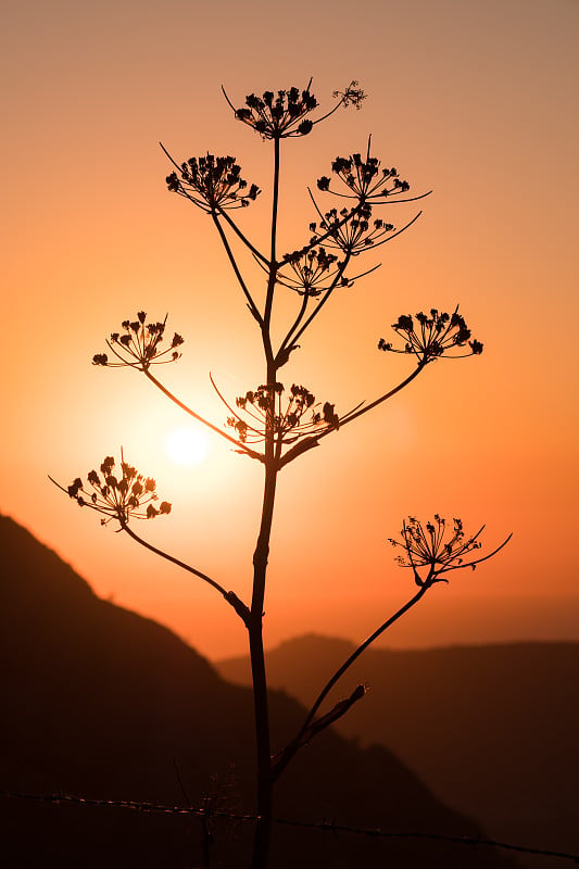 野茴香在夕阳的映衬下显出轮廓