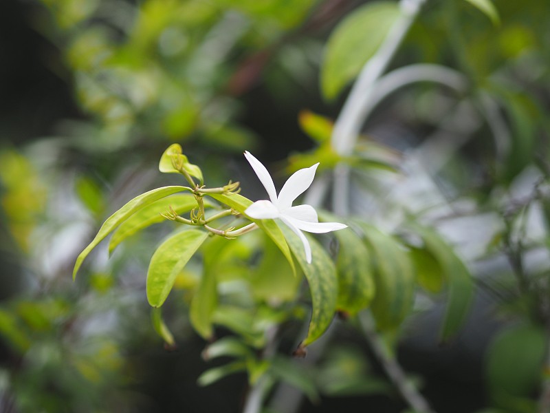 花园中盛开的小白花，竹夹竹桃科