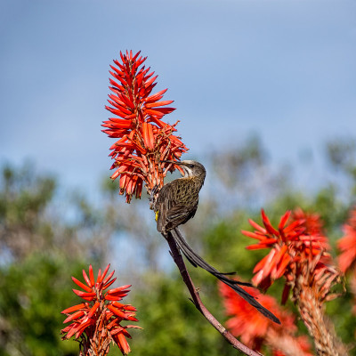 Sugarbird角