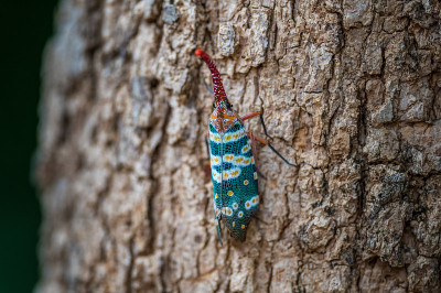 Fulgorid bug,灰飞虱