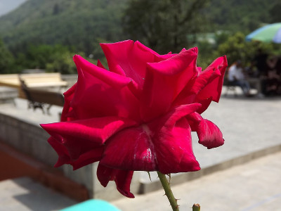 花