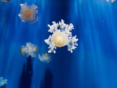 水族馆水母的细节