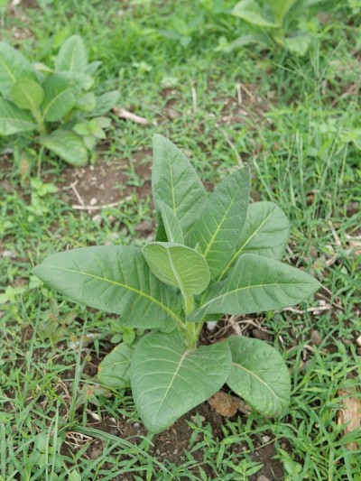 在印度尼西亚的种植园里，农民种植烟草作为卷烟的原料，烟草植物茁壮成长