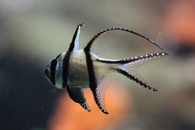骄傲的鲤鱼(Pterapogon kauderni)。