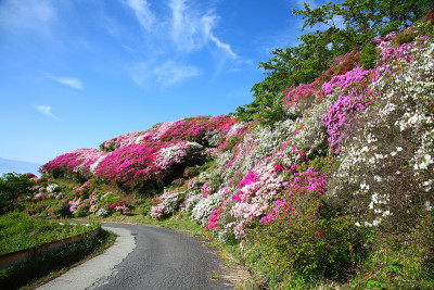 杜鹃花的杜鹃花园