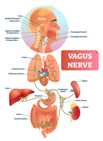 Vagus nerve vector illustration. Labeled anatomica
