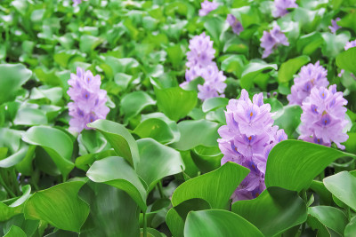 河面上漂浮的紫色水葫芦花