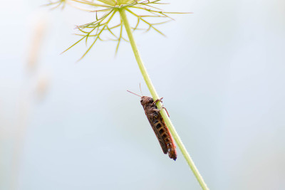 小昆虫抱着一根树枝