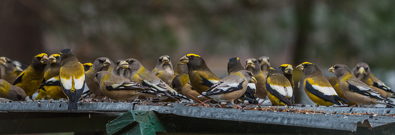 夜莺(coccothrustes vespertinus)聚集在一起吃鸟食。