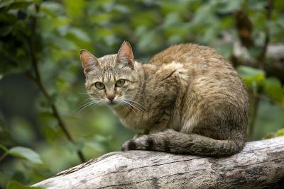 非洲野猫，野猫，成年站在树枝上