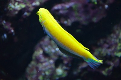 柏林水族馆里的热带鱼