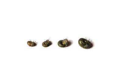 白色背景上的四种不同大小的硬鲸科。