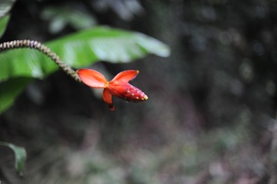 在婆罗洲岛的热带雨林野花盛开。