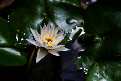 莲花