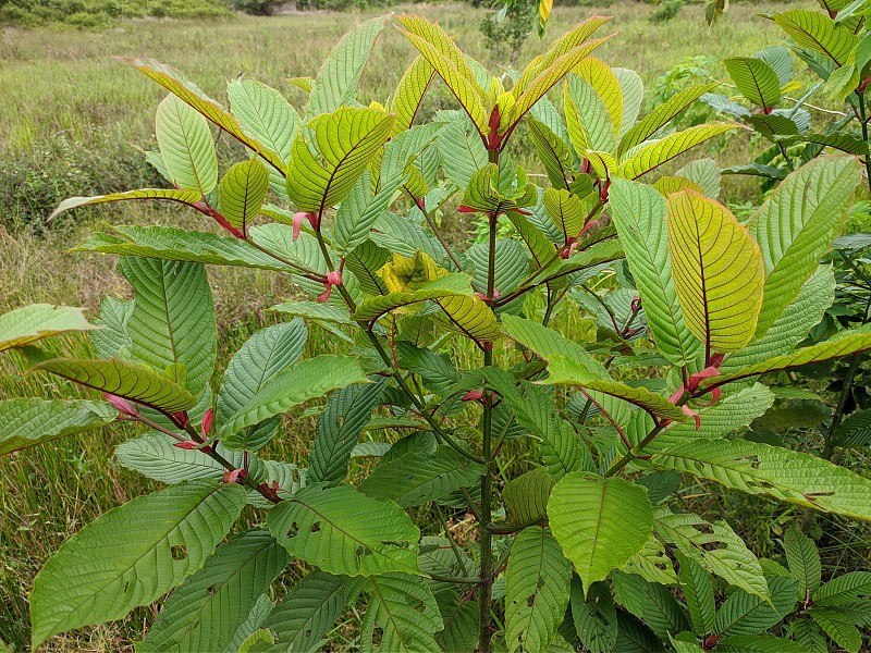 在热带加里曼丹野生的一种植物(Mitragyna speciosa)