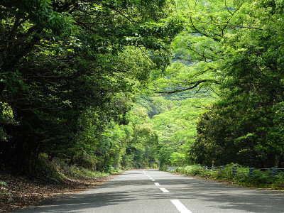 常绿的道路