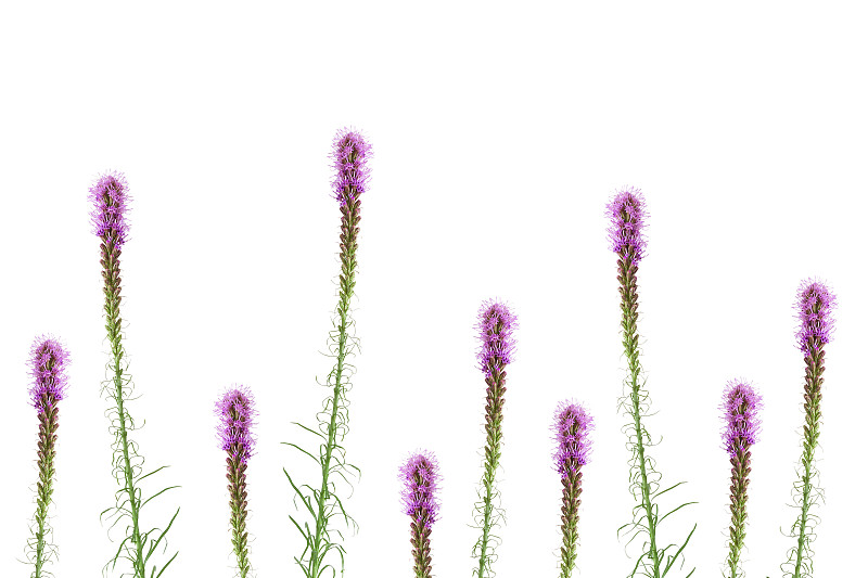 liatris spicata或Gay Feather花孤立